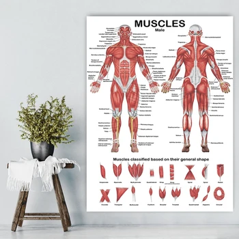 16FB Анатомическая диаграмма мышечной системы Плакат с анатомией мышц 19,69 